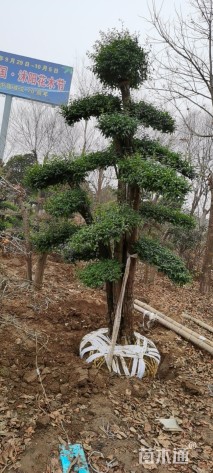 20公分造型女贞