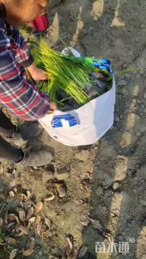 高度60厘米春羽