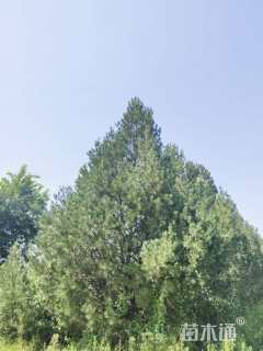 高度800厘米白皮松