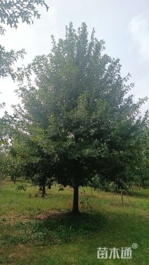 15公分北美枫香