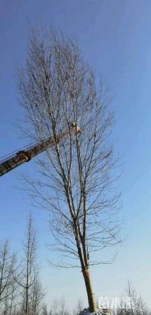 20公分美国红枫