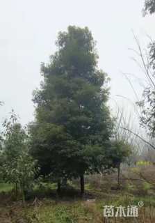 28公分金丝楠木