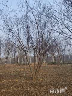 25公分丛生朴树