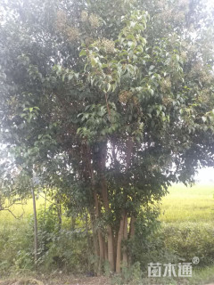 700厘米丛生大叶女贞