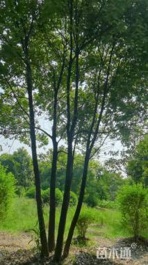 50公分多杆香樟