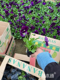 高度10厘米三色堇