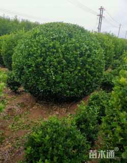 冠幅170厘米卫矛球