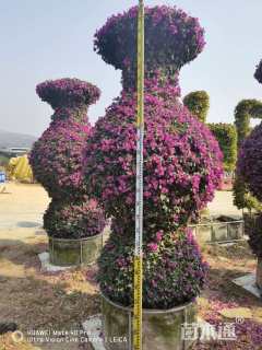 高度3500厘米三角梅