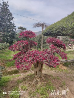 高度150厘米红花继木柱