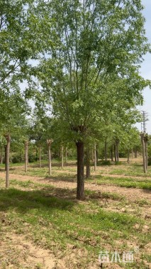 25公分柳树