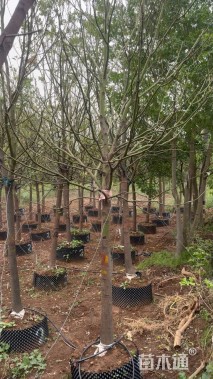 12公分香樟