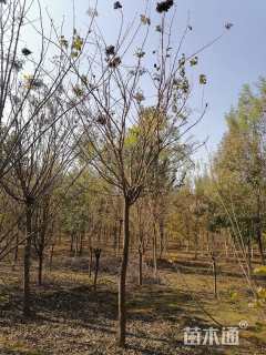 10公分暴马丁香