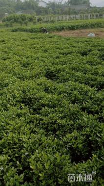 高度500厘米茉莉花