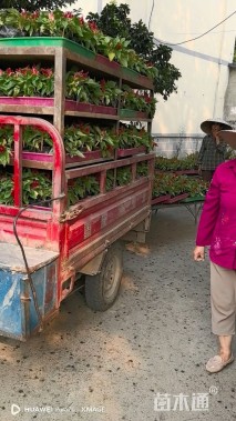 高度15厘米火炬花