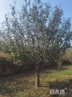 20公分八棱海棠