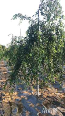 9公分八重红垂枝樱