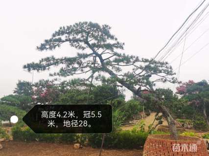 28公分造型黑松