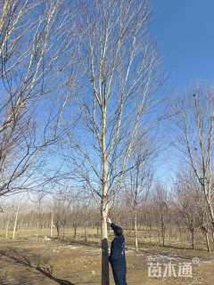 18公分美国红枫-红冠