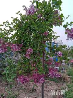 高度300厘米丁香
