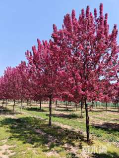 12公分绚丽海棠