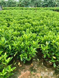 高度60厘米非洲茉莉