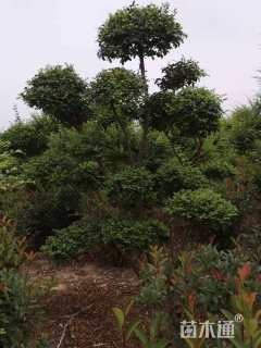 10公分造型小叶女贞