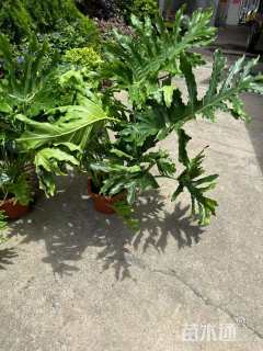 高度25厘米春羽