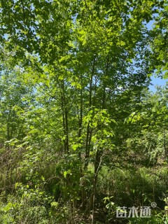 高度700厘米丛生元宝枫