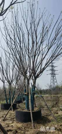 高度750厘米丛生元宝枫