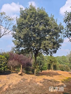 20公分高杆红叶石楠