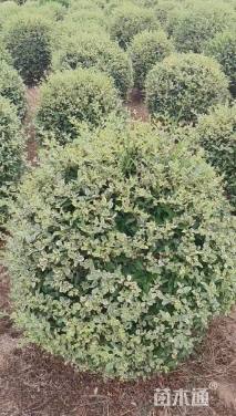 冠幅120厘米银姬小蜡球