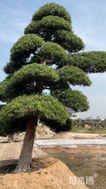 移栽苗造型罗汉松