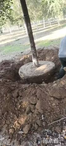 15公分美国红枫