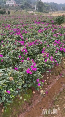 高度50厘米紫花三角梅