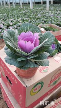 高度25厘米羽衣甘蓝