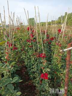 主蔓长100厘米藤本月季