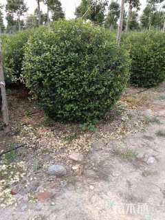 100厘米扶芳藤球