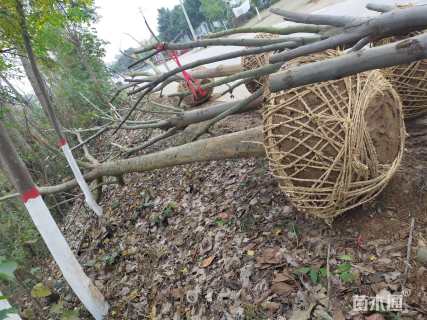 18公分黄山栾树