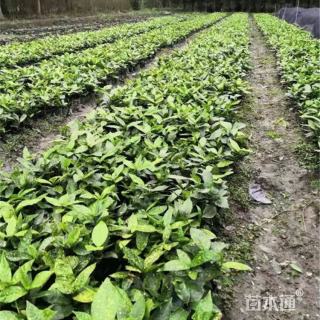 高度35厘米洒金珊瑚