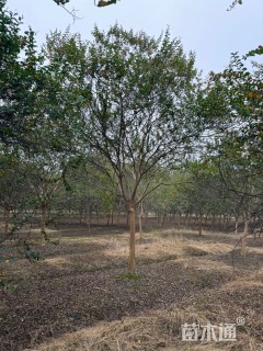 高度500厘米大红紫薇