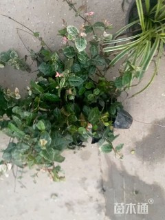 50厘米花叶络石