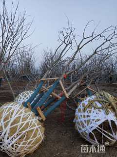 95公分(4杆)丛生朴树