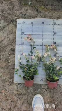 20厘米花叶络石