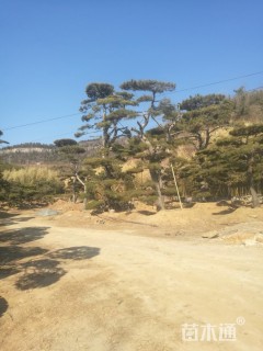 10公分造型油松