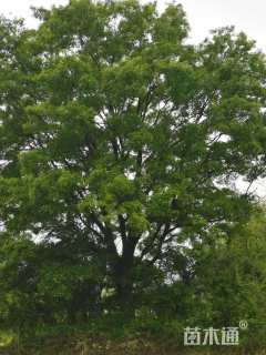 63公分朴树