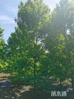 15公分美国红枫