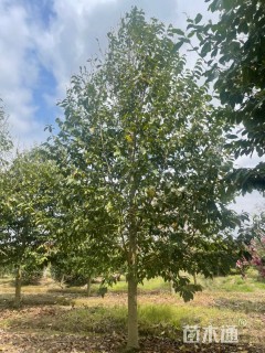 18公分乐昌含笑