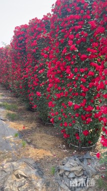 80公分造型月季