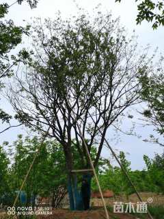 50公分丛生朴树