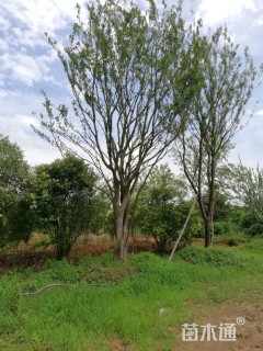 70公分丛生朴树